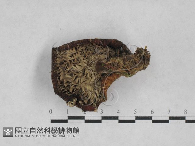 乳菇屬藏品圖，第3張