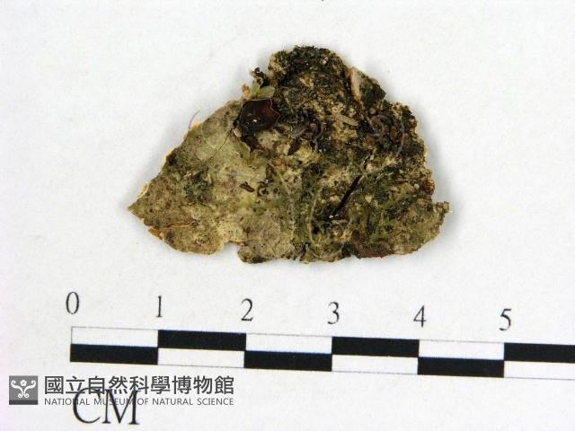 木耳屬藏品圖，第3張