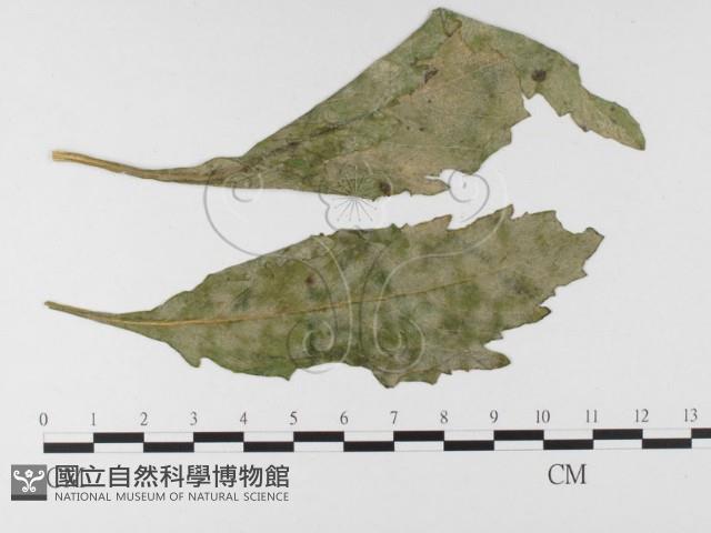 登錄號:F0026323藏品圖，第1張