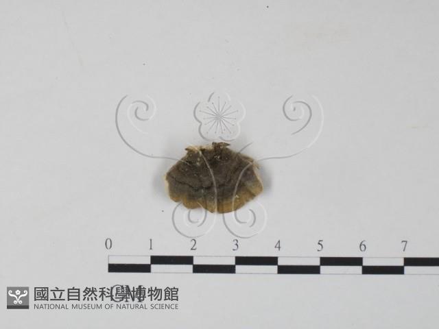 雲芝藏品圖，第3張