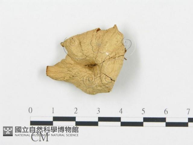 杯傘屬藏品圖，第3張