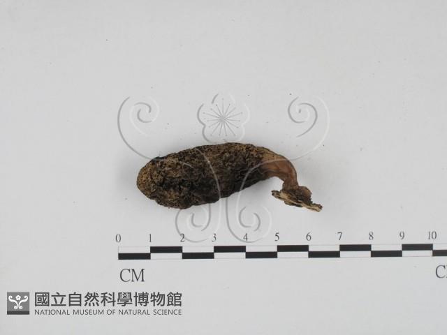 炭角菌屬藏品圖，第3張