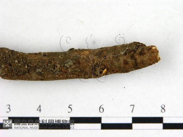 登錄號:F0011323藏品圖，第3張