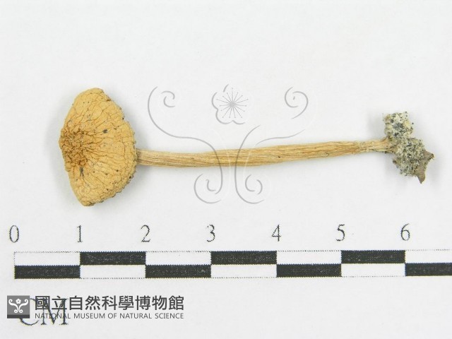 變色糞傘藏品圖，第3張