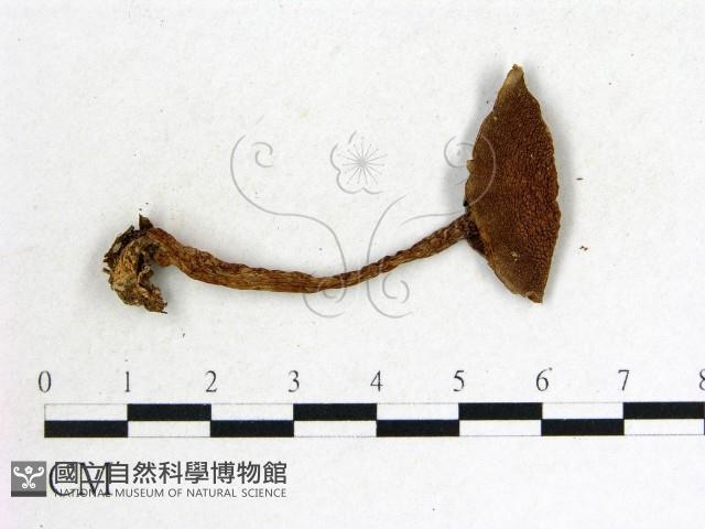 登錄號:F0014323藏品圖，第3張