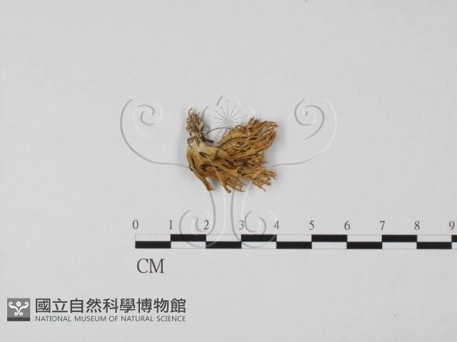 登錄號:F0022323藏品圖，第3張