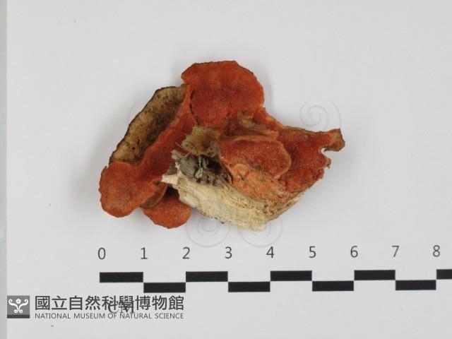 血紅密孔菌藏品圖，第3張