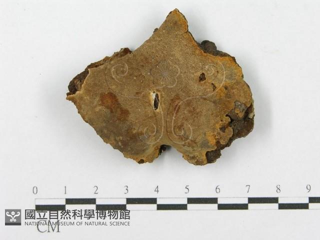 登錄號:F0017323藏品圖，第1張