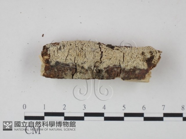 登錄號:F0005323藏品圖，第3張