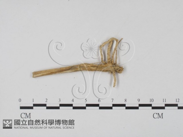 登錄號:F0009323藏品圖，第3張