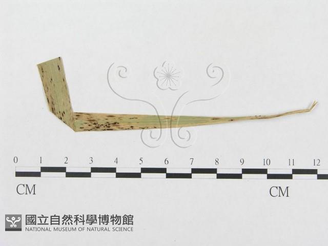 登錄號:F0019323藏品圖，第1張