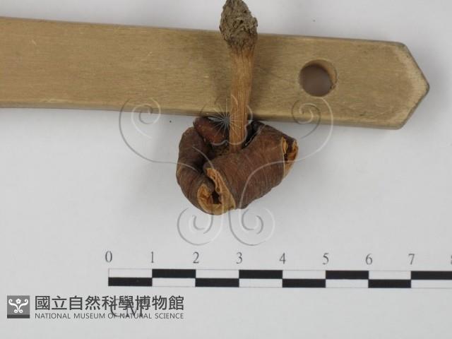 登錄號:F0003323藏品圖，第3張