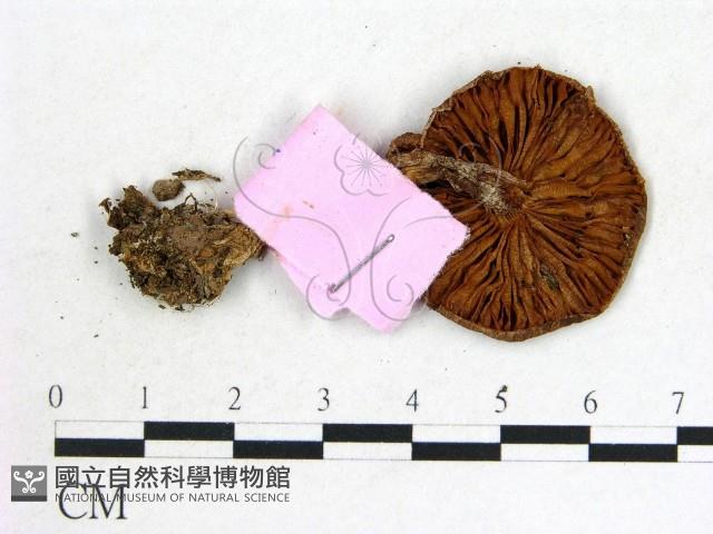 登錄號:F0013323藏品圖，第3張