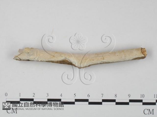 登錄號:F0010203藏品圖，第3張