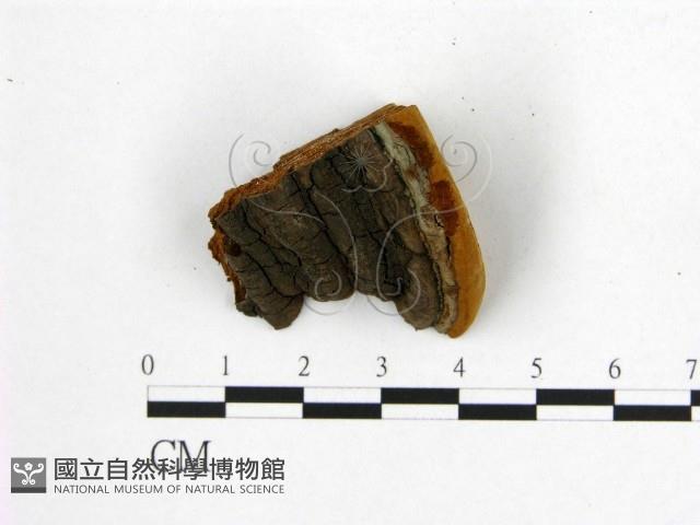 登錄號:F0006203藏品圖，第3張
