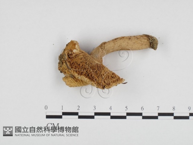 登錄號:F0024203藏品圖，第3張