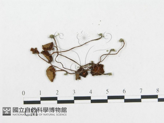 登錄號:F0014203藏品圖，第3張