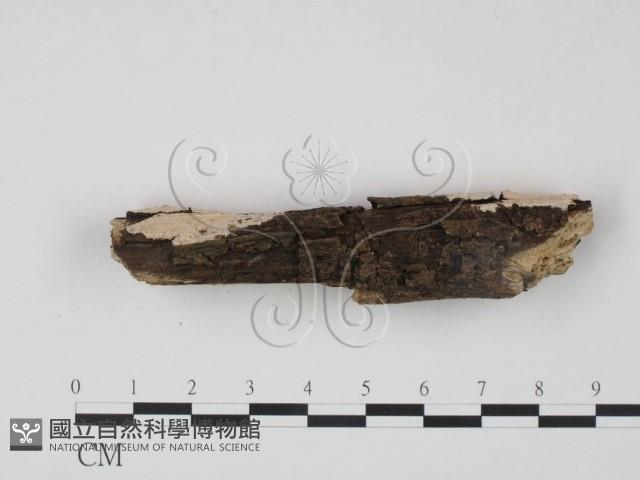 登錄號:F0022203藏品圖，第3張