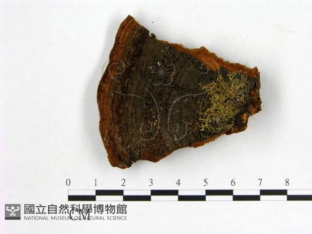 登錄號:F0007203藏品圖，第3張