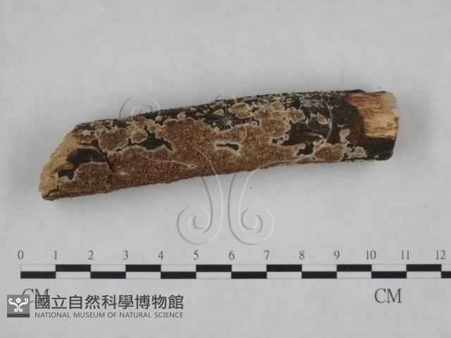 登錄號:F0025203藏品圖，第3張