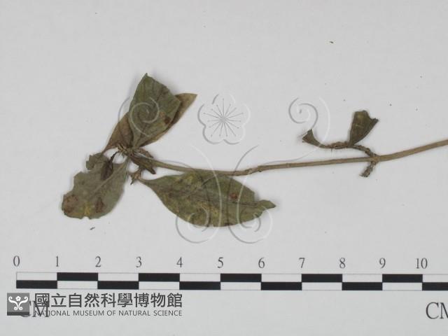 館號:F0019203藏品圖，第3張