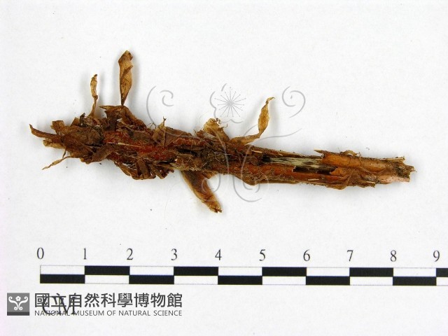 登錄號:F0003203藏品圖，第3張