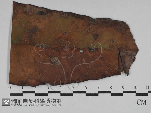 登錄號:F0028803藏品圖，第1張