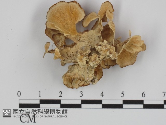 附毛菌屬藏品圖，第3張