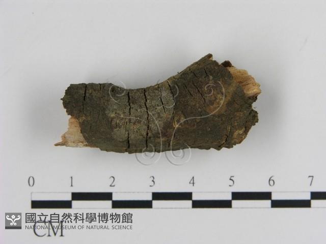 刺革菌屬藏品圖，第3張