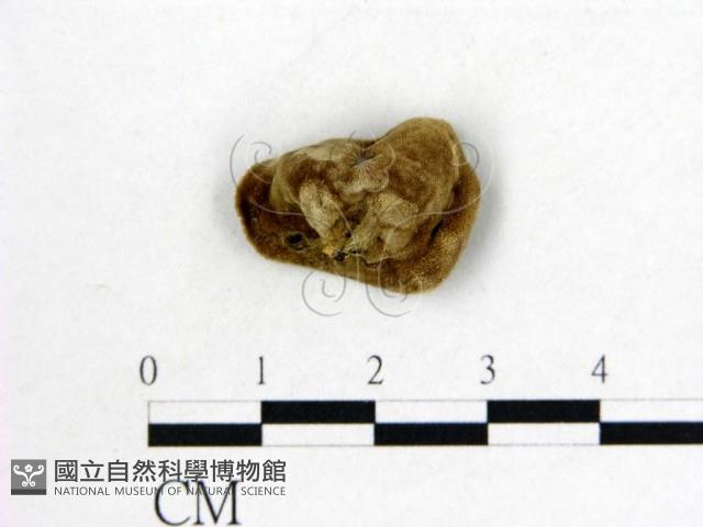 毛木耳藏品圖，第3張