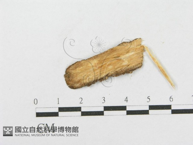 登錄號:F0016803藏品圖，第3張