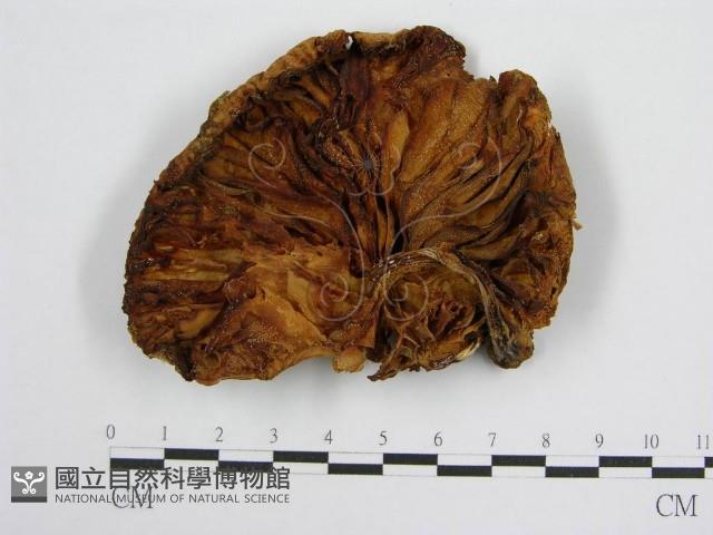 登錄號:F0004803藏品圖，第3張