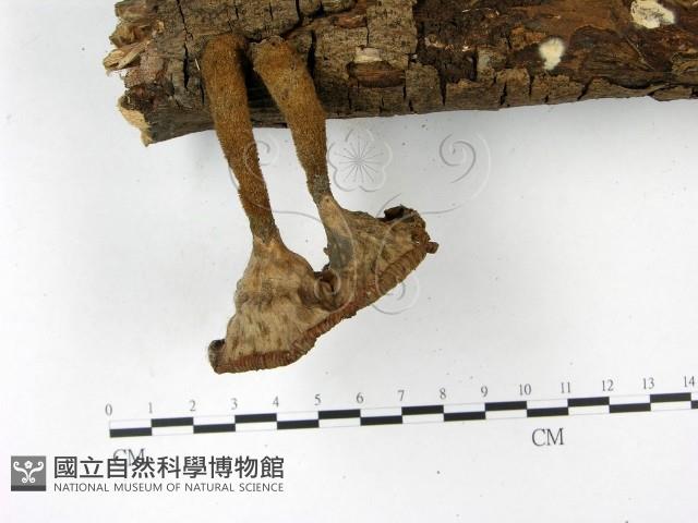 優雅波邊革菌藏品圖，第3張