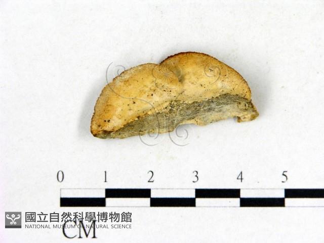 登錄號:F0005803藏品圖，第3張