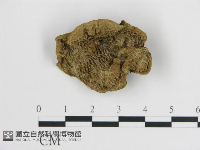 登錄號:F0019803藏品圖，第1張