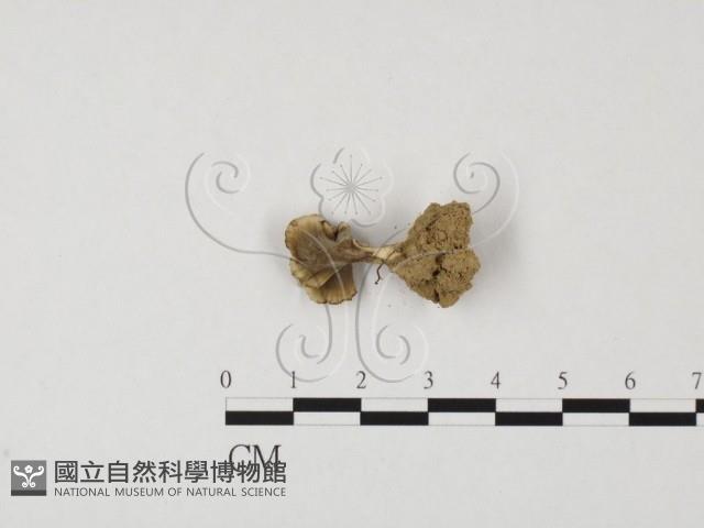 革菌屬藏品圖，第3張