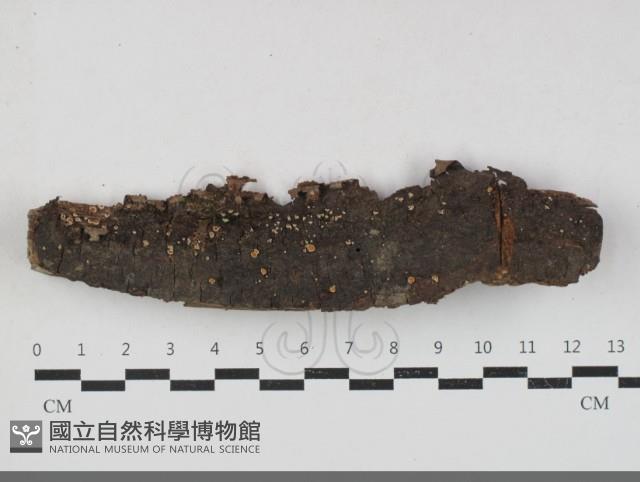 登錄號:F0033803藏品圖，第3張