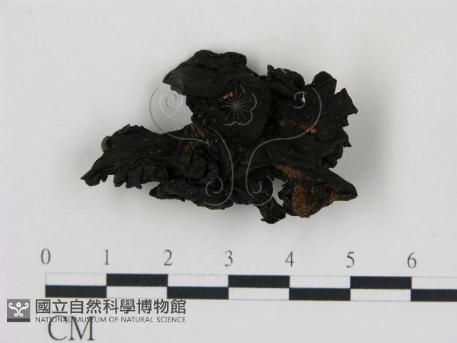 登錄號:F0008903藏品圖，第3張