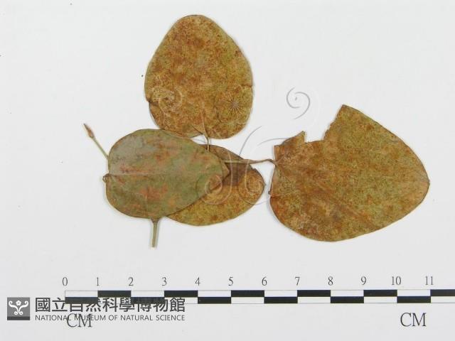 登錄號:F0018903藏品圖，第1張