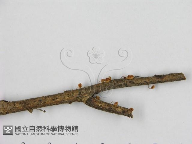小皮傘屬藏品圖，第3張