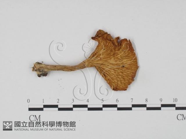 杯傘屬藏品圖，第3張