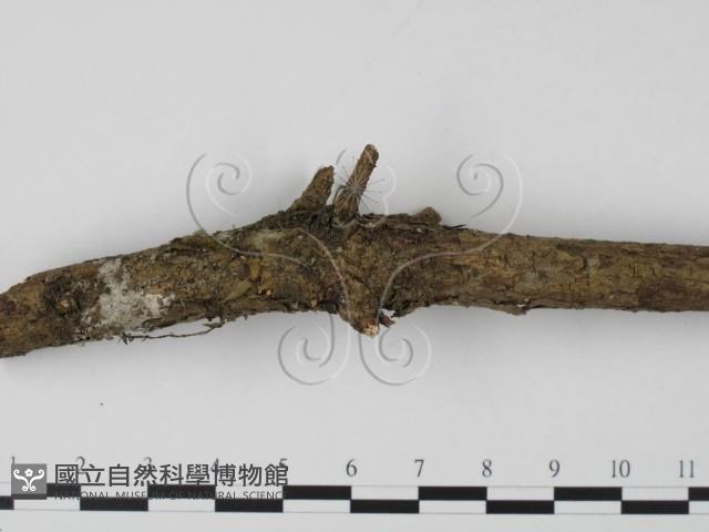 登錄號:F0001903藏品圖，第3張