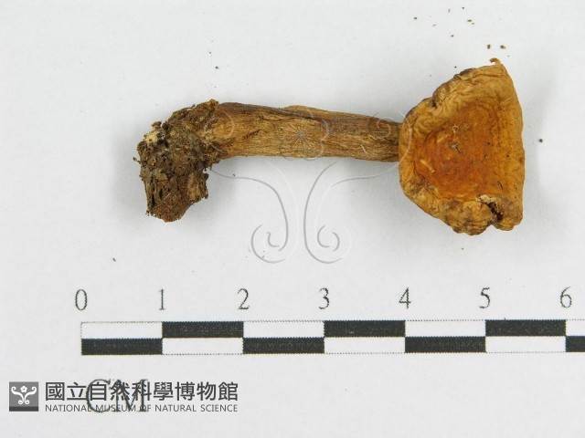 登錄號:F0004903藏品圖，第3張