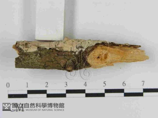 絲皮菌屬藏品圖，第3張