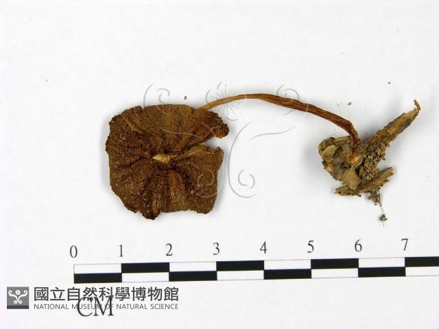 登錄號:F0022903藏品圖，第3張