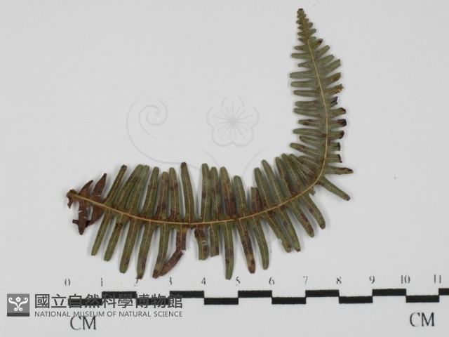 登錄號:F0027903藏品圖，第4張