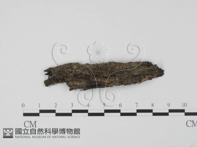 登錄號:F0017903藏品圖，第3張