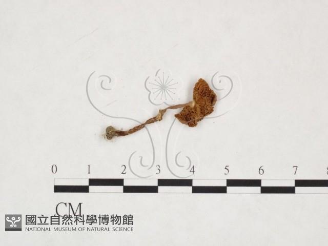 登錄號:F0025903藏品圖，第3張