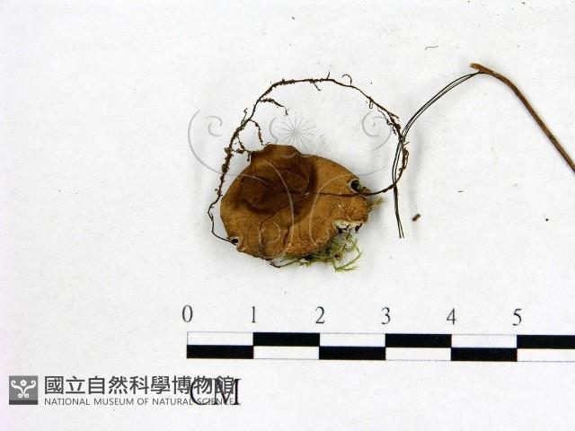 登錄號:F0015903藏品圖，第3張