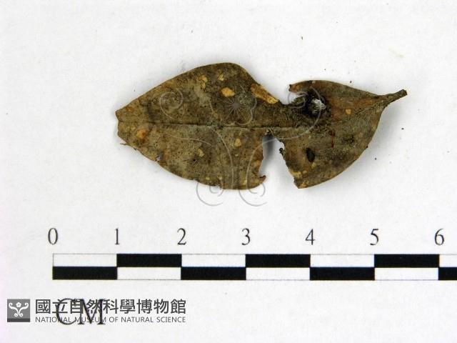 登錄號:F0013903藏品圖，第3張